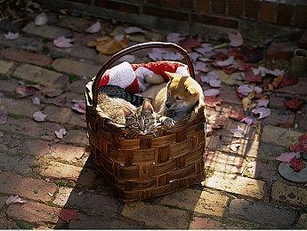 官方授权《GT赛车》周边产品6月7日正式推出