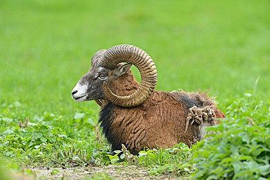 曝《血源》今年登陆PC＆PS5 《血源2》没有开发